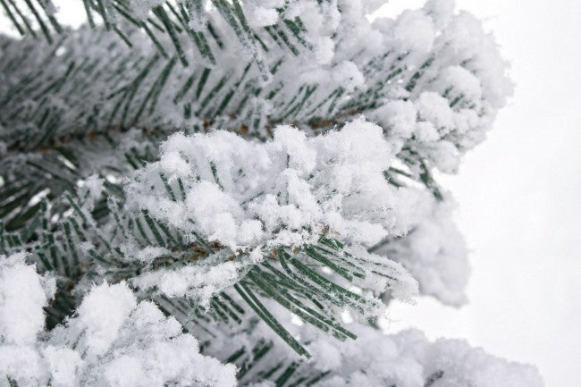 12x Árbol de Innsbruck cubierto de nieve Alt. 45